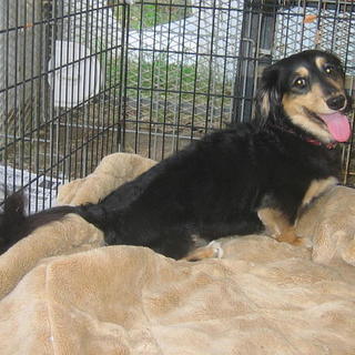 名古屋市の里親様に決まりましたダックス「セナ」くん