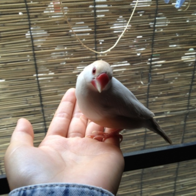 おみやさんのカバー写真