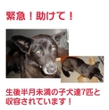 生後半月未満の子犬と収容!!助けてください!