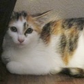 3ヶ月の三毛猫のあんずちゃん♪