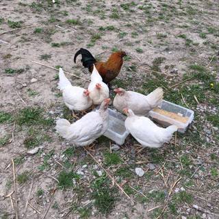 青い卵を産むアローカナ含む鶏9羽の里親募集