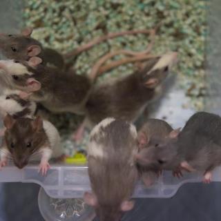 ラット (オス／メス アダルト) 発送可