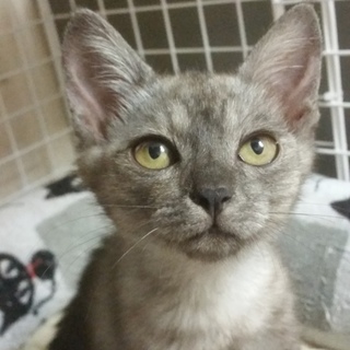 ワンコもにゃんこも仲良し美人にゃんこ✨