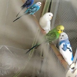 セキセイインコ　オス4羽　メス1羽です
