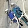 セキセイインコ　オス4羽　メス1羽です サムネイル2
