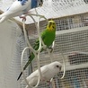 セキセイインコ　オス4羽　メス1羽です サムネイル3
