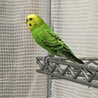 セキセイインコ　オス4羽　メス1羽です サムネイル4