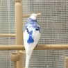 セキセイインコ　オス4羽　メス1羽です サムネイル5
