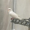 セキセイインコ　オス4羽　メス1羽です サムネイル6