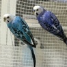 セキセイインコ　オス4羽　メス1羽です サムネイル7