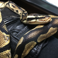 パステルキャリコ