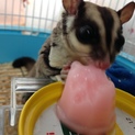 フクロモモンガ