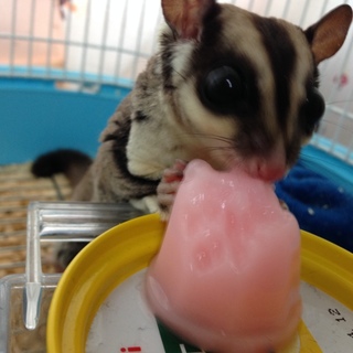 フクロモモンガ