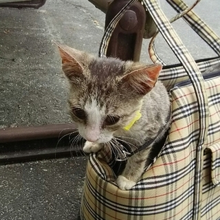 里親さん大募集！！