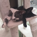 兄弟猫の里親募集