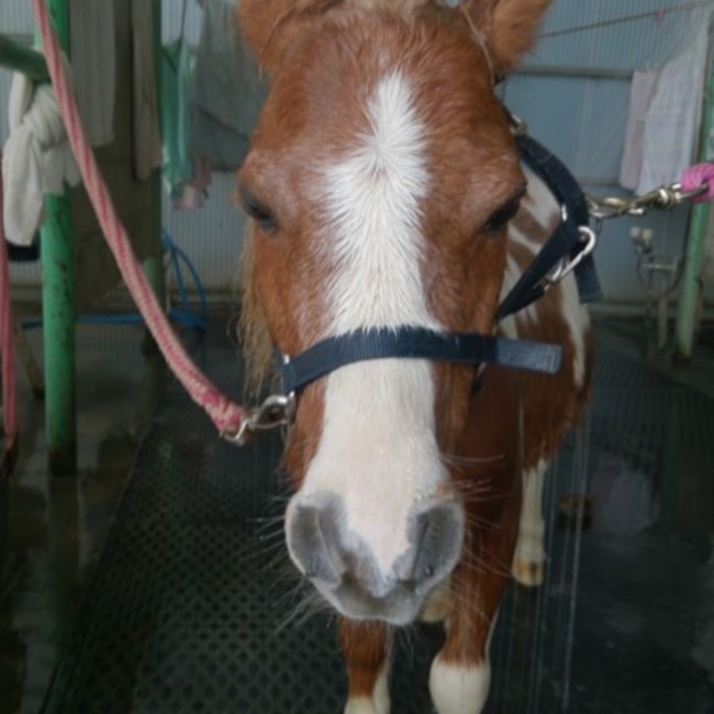 おかだみかりんのカバー写真