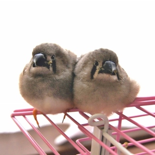 ありがとうございました