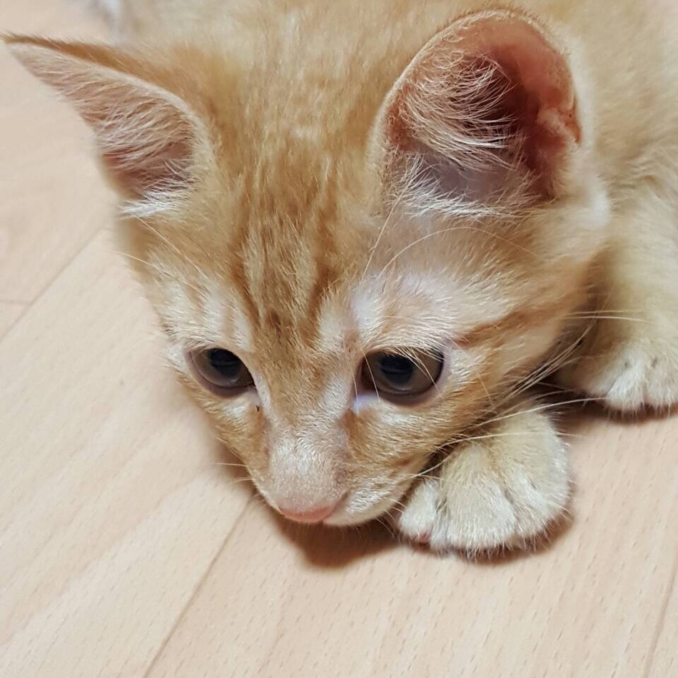 みーのすけのカバー写真