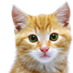 【猫】多頭飼いの飼主さんからご相談