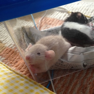 ラットの赤ちゃんの里親様募集！