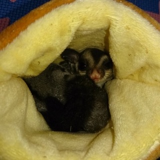 フクロモモンガの里親募集しています