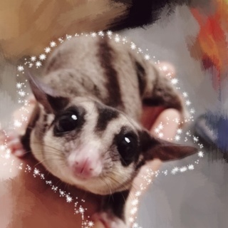 生後半年のフクロモモンガの男の子です！！