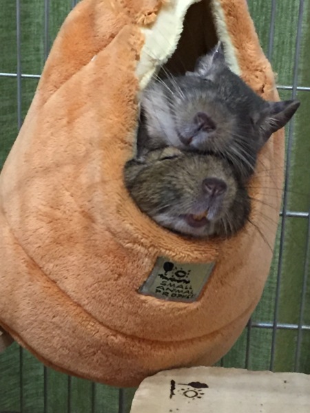 二匹の仲良しデグー♂ 里親募集します。 サムネイル2