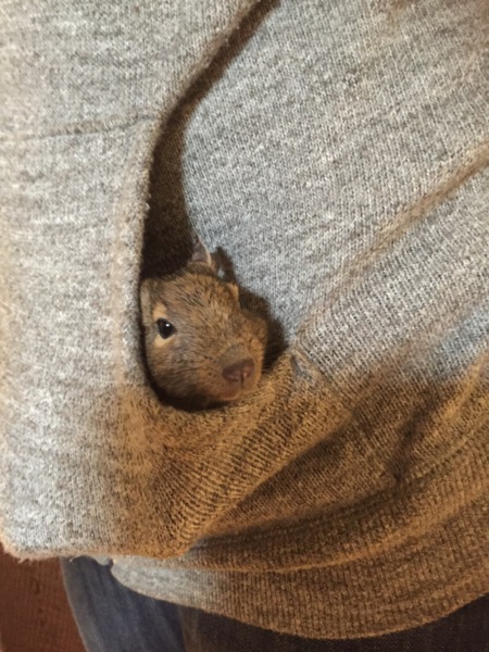 二匹の仲良しデグー♂ 里親募集します。 サムネイル3