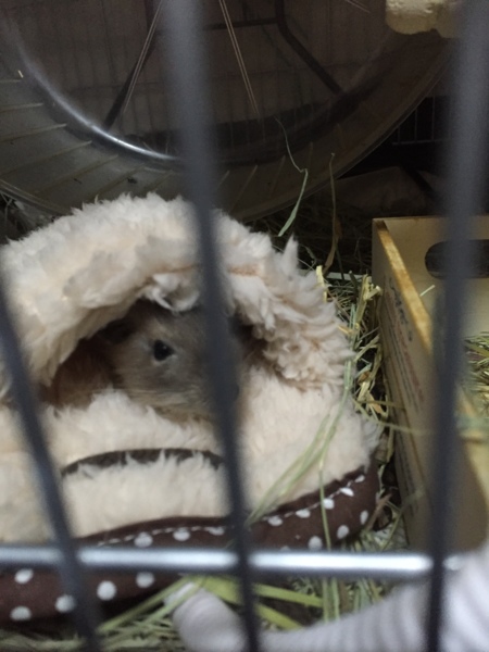 二匹の仲良しデグー♂ 里親募集します。 サムネイル4