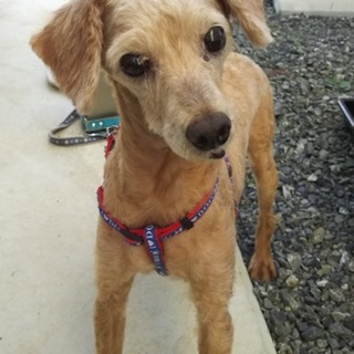 お目目くりくりのトイプードルの女の子