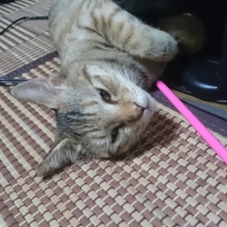 目薬は怖いのだ。