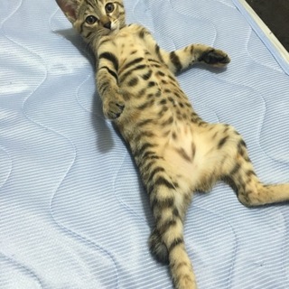 キジトラの子猫♀里親様募集