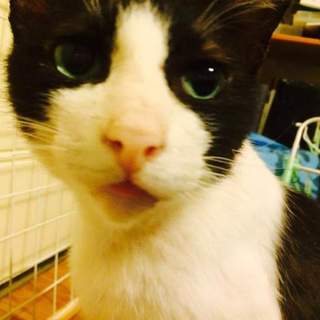 性格花丸の大吉くん!