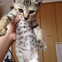 キジトラの子猫