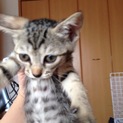 キジトラ子猫