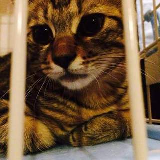 キジネコの兄妹の里親募集☆