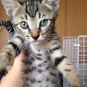 キジトラ子猫