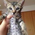 キジトラ子猫