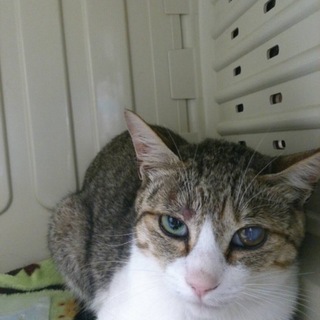 交通事故に遭った猫を保護しました。