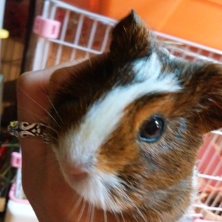 7月3日生まれの三毛子モルちゃんの里親様募集