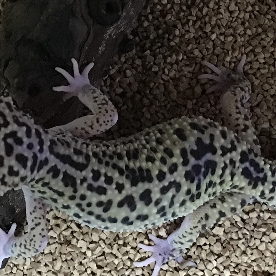 ヒョウモントカゲモドキのカバー写真