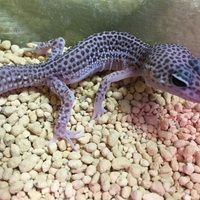 ヒョウモントカゲモドキ