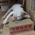 ミケの子猫です！2ヶ月