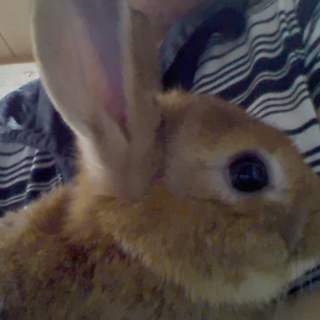 みきたの新しいお家が決まりました。