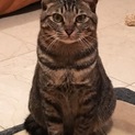 キジトラ♂募集！