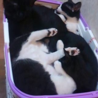 子猫ちゃんオス