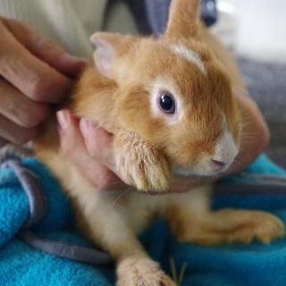 保護うさぎ11番、ケリーちゃん⇒関東移送致しました