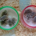 ロボロフスキーハムスター合計7匹里子予定