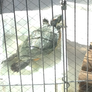 ミドリガメの里親を募集してます！