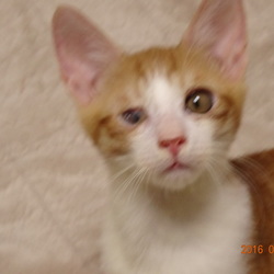 テト君　里親様決定！